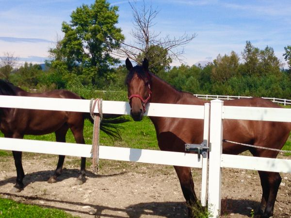 Vinyl Horse Fence Installation in York