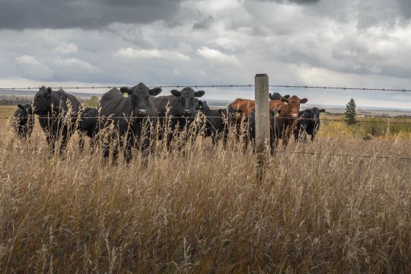 Livestock Fencing Service in York