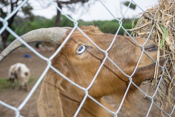 Goat Fence Installation in York