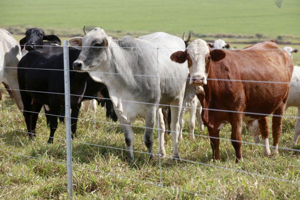 Livestock Fencing Installation in York
