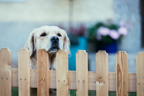 Wooden Dog Fence Installation in York