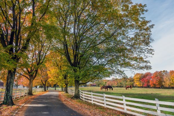 Horse Fence Replacement in York
